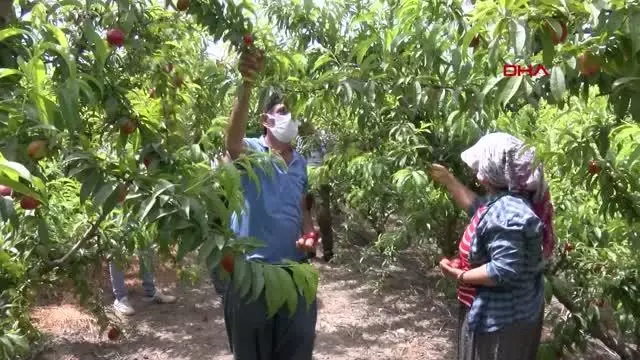 Kısıtlamada 'erkenci nektarin' hasadı sürüyor Kısıtlamada 'erkenci nektarin' hasadı sürüyor