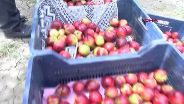Kısıtlamada 'erkenci nektarin' hasadı sürüyor Kısıtlamada 'erkenci nektarin' hasadı sürüyor
