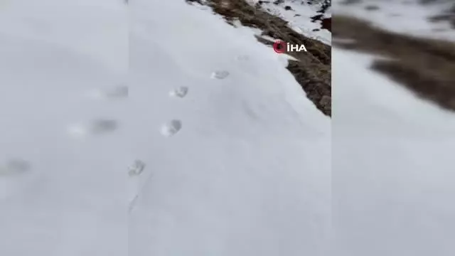 Dedektif gibi iz sürdü, 'orman hayaleti'ni 80 günün sonunda görüntülemeyi başardı Dedektif gibi iz sürdü, 'orman hayaleti'ni 80 günün sonunda görüntülemeyi başardı