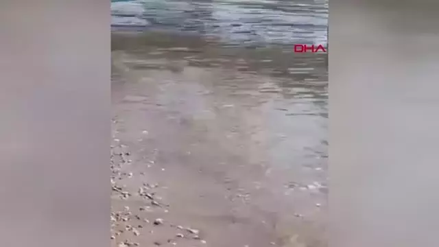 Prof. Dr. Gökoğlu: Denizde, kıyıda balon balığı görmeye alışmalıyız Prof. Dr. Gökoğlu: Denizde, kıyıda balon balığı görmeye alışmalıyız