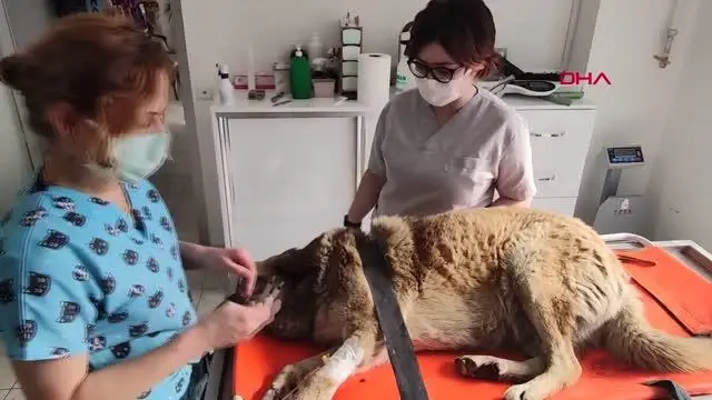 DÜZCE OTOMOBİL ÇARPAN KÖPEĞİ SEDYE İLE VETERİNERE TAŞIDILAR DÜZCE OTOMOBİL ÇARPAN KÖPEĞİ SEDYE İLE VETERİNERE TAŞIDILAR