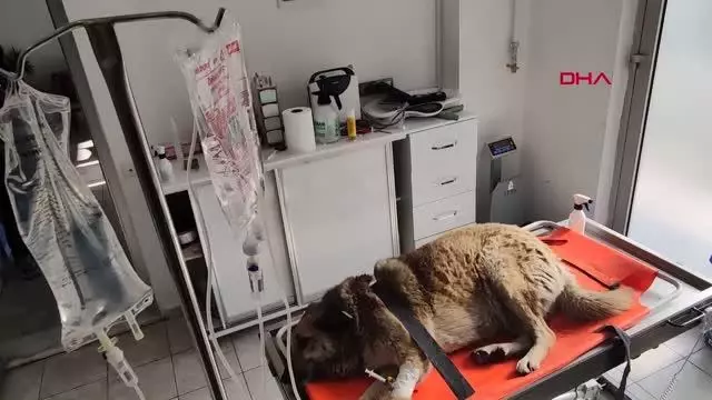 DÜZCE OTOMOBİL ÇARPAN KÖPEĞİ SEDYE İLE VETERİNERE TAŞIDILAR DÜZCE OTOMOBİL ÇARPAN KÖPEĞİ SEDYE İLE VETERİNERE TAŞIDILAR
