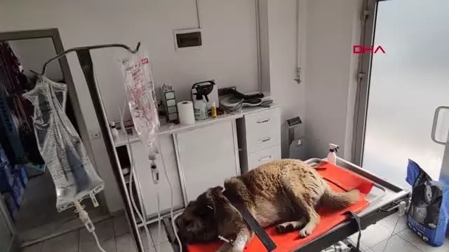 DÜZCE OTOMOBİL ÇARPAN KÖPEĞİ SEDYE İLE VETERİNERE TAŞIDILAR DÜZCE OTOMOBİL ÇARPAN KÖPEĞİ SEDYE İLE VETERİNERE TAŞIDILAR