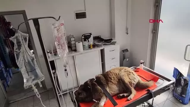 DÜZCE OTOMOBİL ÇARPAN KÖPEĞİ SEDYE İLE VETERİNERE TAŞIDILAR DÜZCE OTOMOBİL ÇARPAN KÖPEĞİ SEDYE İLE VETERİNERE TAŞIDILAR