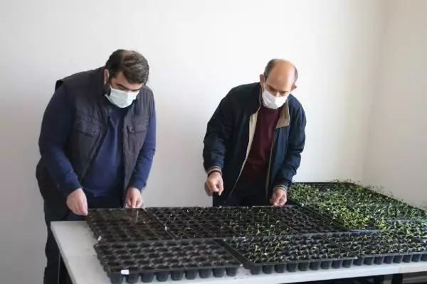 Edirne kırmızısına rengini veren bitki, üniversitede yetiştirilecek Edirne kırmızısına rengini veren bitki, üniversitede yetiştirilecek