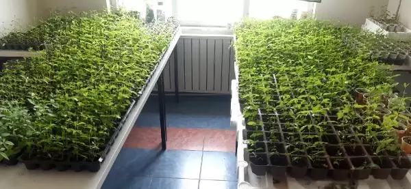 Edirne kırmızısına rengini veren bitki, üniversitede yetiştirilecek Edirne kırmızısına rengini veren bitki, üniversitede yetiştirilecek
