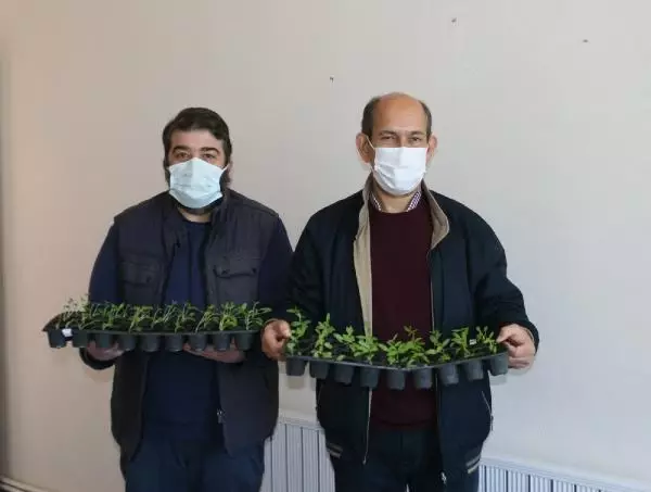 Edirne kırmızısına rengini veren bitki, üniversitede yetiştirilecek Edirne kırmızısına rengini veren bitki, üniversitede yetiştirilecek