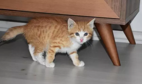 SİVAS EKİPLERİ PES ETTİREN YAVRU KEDİYİ KENDİSİ ÇIKARIP SAHİPLENDİ SİVAS EKİPLERİ PES ETTİREN YAVRU KEDİYİ KENDİSİ ÇIKARIP SAHİPLENDİ