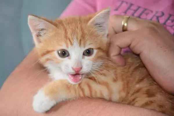 SİVAS EKİPLERİ PES ETTİREN YAVRU KEDİYİ KENDİSİ ÇIKARIP SAHİPLENDİ SİVAS EKİPLERİ PES ETTİREN YAVRU KEDİYİ KENDİSİ ÇIKARIP SAHİPLENDİ
