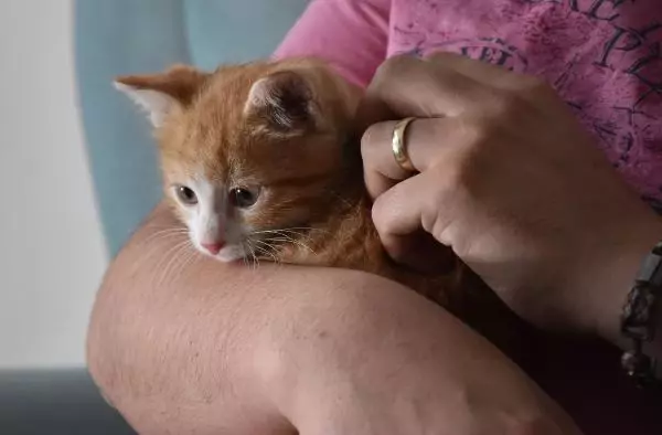 SİVAS EKİPLERİ PES ETTİREN YAVRU KEDİYİ KENDİSİ ÇIKARIP SAHİPLENDİ SİVAS EKİPLERİ PES ETTİREN YAVRU KEDİYİ KENDİSİ ÇIKARIP SAHİPLENDİ