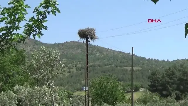 ELEKTRİK DİREĞİNE YUVA KURAN LEYLEK MAHALLENİN SİMGESİ OLDU ELEKTRİK DİREĞİNE YUVA KURAN LEYLEK MAHALLENİN SİMGESİ OLDU