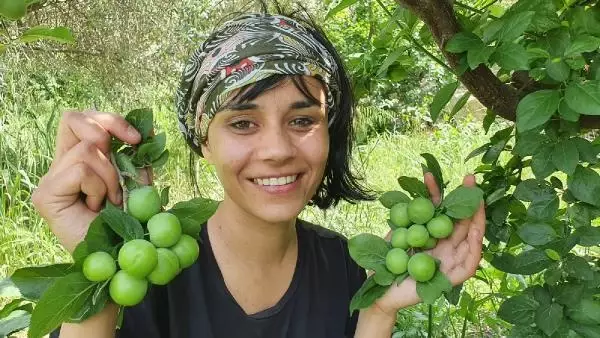 ERİK FİYATLARI DÜŞTÜ, BİRLİK BAŞKANI 'GEÇİCİ BİR DURUM' DEDİ ERİK FİYATLARI DÜŞTÜ, BİRLİK BAŞKANI 'GEÇİCİ BİR DURUM' DEDİ