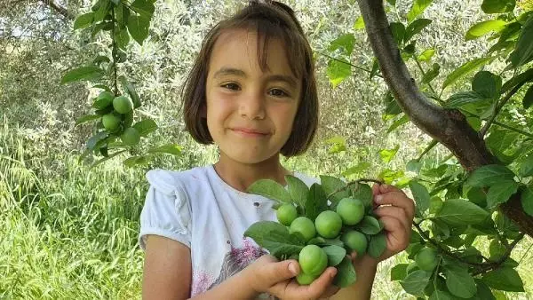 ERİK FİYATLARI DÜŞTÜ, BİRLİK BAŞKANI 'GEÇİCİ BİR DURUM' DEDİ ERİK FİYATLARI DÜŞTÜ, BİRLİK BAŞKANI 'GEÇİCİ BİR DURUM' DEDİ