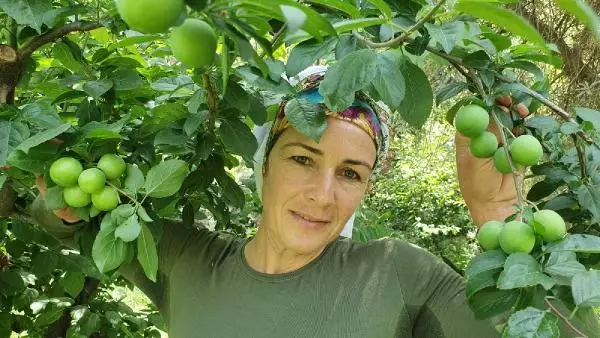 ERİK FİYATLARI DÜŞTÜ, BİRLİK BAŞKANI 'GEÇİCİ BİR DURUM' DEDİ ERİK FİYATLARI DÜŞTÜ, BİRLİK BAŞKANI 'GEÇİCİ BİR DURUM' DEDİ