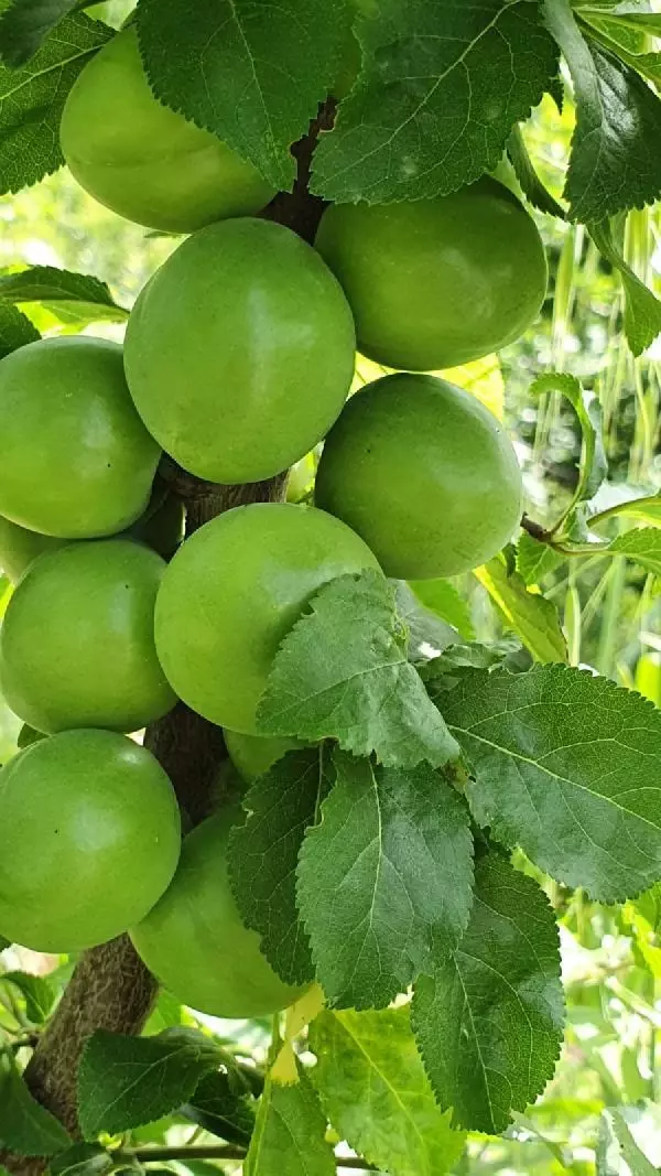 ERİK FİYATLARI DÜŞTÜ, BİRLİK BAŞKANI 'GEÇİCİ BİR DURUM' DEDİ ERİK FİYATLARI DÜŞTÜ, BİRLİK BAŞKANI 'GEÇİCİ BİR DURUM' DEDİ