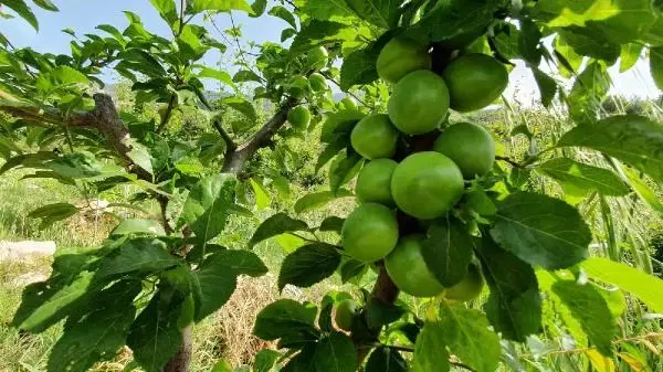 ERİK FİYATLARI DÜŞTÜ, BİRLİK BAŞKANI 'GEÇİCİ BİR DURUM' DEDİ ERİK FİYATLARI DÜŞTÜ, BİRLİK BAŞKANI 'GEÇİCİ BİR DURUM' DEDİ