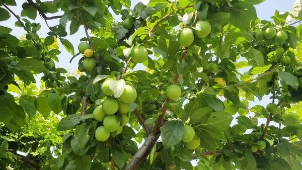 ERİK FİYATLARI DÜŞTÜ, BİRLİK BAŞKANI 'GEÇİCİ BİR DURUM' DEDİ ERİK FİYATLARI DÜŞTÜ, BİRLİK BAŞKANI 'GEÇİCİ BİR DURUM' DEDİ