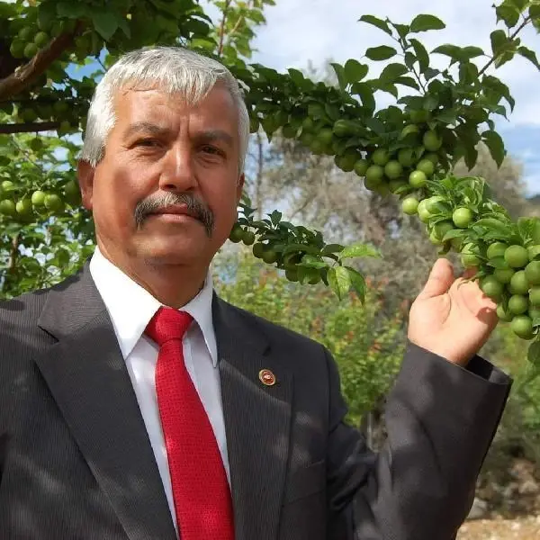 ERİK FİYATLARI DÜŞTÜ, BİRLİK BAŞKANI 'GEÇİCİ BİR DURUM' DEDİ ERİK FİYATLARI DÜŞTÜ, BİRLİK BAŞKANI 'GEÇİCİ BİR DURUM' DEDİ