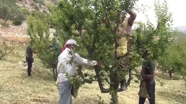 Erik üreticilerinden semt pazarlarının denetimli şekilde açılması talebi Erik üreticilerinden semt pazarlarının denetimli şekilde açılması talebi