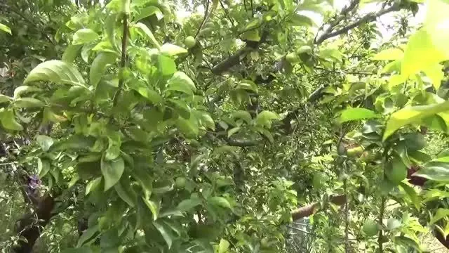 Erik üreticilerinden semt pazarlarının denetimli şekilde açılması talebi Erik üreticilerinden semt pazarlarının denetimli şekilde açılması talebi