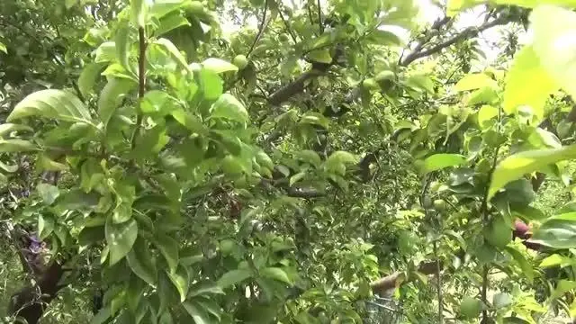 Erik üreticilerinden semt pazarlarının denetimli şekilde açılması talebi Erik üreticilerinden semt pazarlarının denetimli şekilde açılması talebi