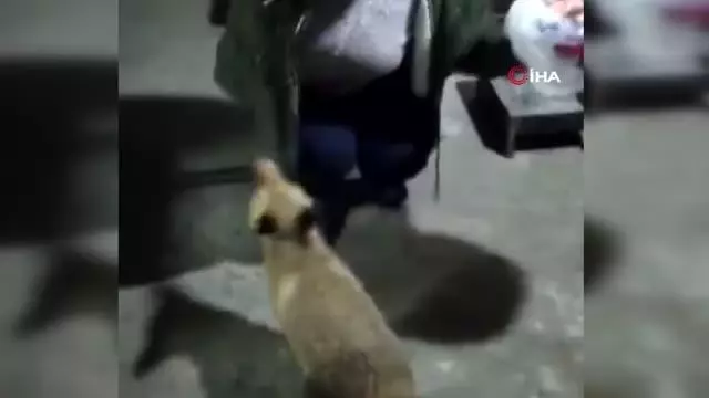 Evine gelen tilkiyi elleriyle besliyor Evine gelen tilkiyi elleriyle besliyor