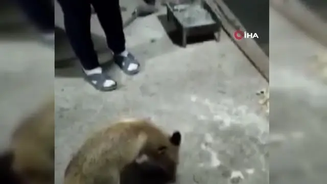 Evine gelen tilkiyi elleriyle besliyor Evine gelen tilkiyi elleriyle besliyor
