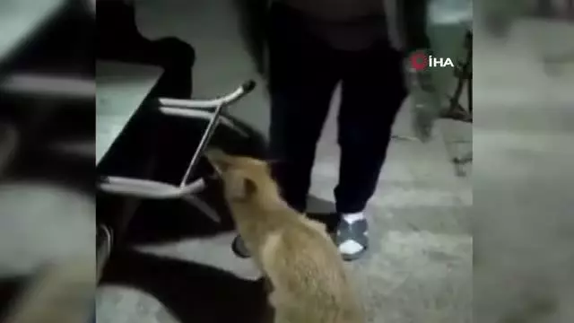 Evine gelen tilkiyi elleriyle besliyor Evine gelen tilkiyi elleriyle besliyor