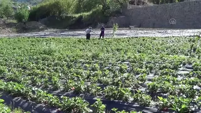 GAZİANTEP - Amanosların eteğinde yetiştirilen çileğin hasadı başladı GAZİANTEP - Amanosların eteğinde yetiştirilen çileğin hasadı başladı