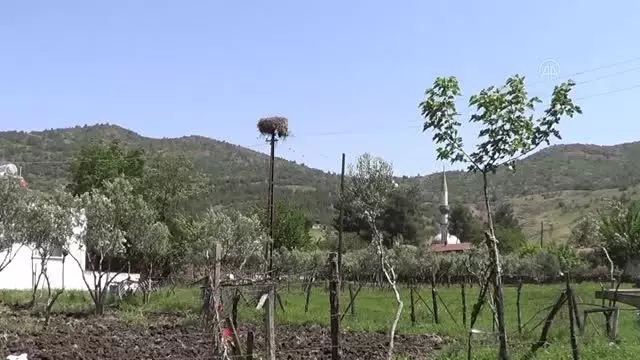 GAZİANTEP - İslahiye'nin Kalaycık Mahallesi 10 yıldır leyleklere ev sahipliği yapıyor GAZİANTEP - İslahiye'nin Kalaycık Mahallesi 10 yıldır leyleklere ev sahipliği yapıyor