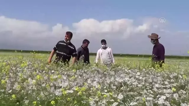 GAZİANTEP - Suriyeli çiftçiler kişniş ve çörek otu ekti GAZİANTEP - Suriyeli çiftçiler kişniş ve çörek otu ekti