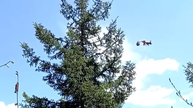 Ağaçtan ağaca uçan sincap böyle görüntülendi Ağaçtan ağaca uçan sincap böyle görüntülendi