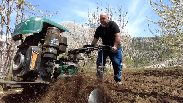Gündoğmuş'ta üreticilere arı otu verildi Gündoğmuş'ta üreticilere arı otu verildi