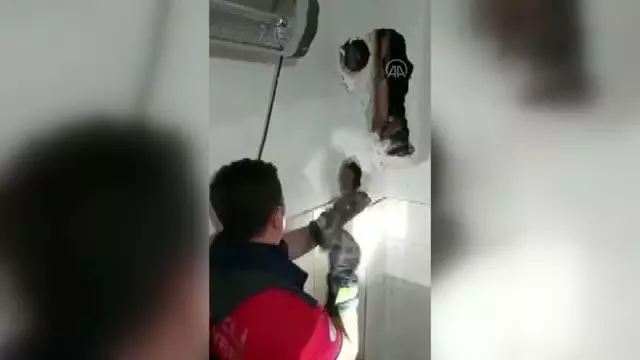 Havalandırma bacasında mahsur kalan kedi yavrusu kurtarıldı Havalandırma bacasında mahsur kalan kedi yavrusu kurtarıldı