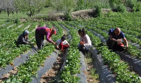 İSLAHİYE'DE ÖZEL İZİNLE ÇİLEK HASADINA BAŞLANDI İSLAHİYE'DE ÖZEL İZİNLE ÇİLEK HASADINA BAŞLANDI