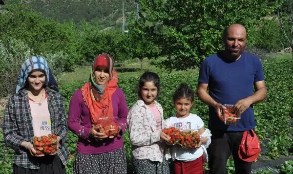 İSLAHİYE'DE ÖZEL İZİNLE ÇİLEK HASADINA BAŞLANDI İSLAHİYE'DE ÖZEL İZİNLE ÇİLEK HASADINA BAŞLANDI