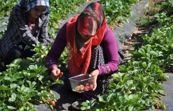 İSLAHİYE'DE ÖZEL İZİNLE ÇİLEK HASADINA BAŞLANDI İSLAHİYE'DE ÖZEL İZİNLE ÇİLEK HASADINA BAŞLANDI