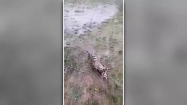 Kale ağına takılan kediyi itfaiye kurtardı Kale ağına takılan kediyi itfaiye kurtardı