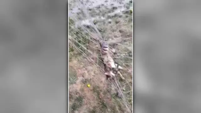 Kale ağına takılan kediyi itfaiye kurtardı Kale ağına takılan kediyi itfaiye kurtardı