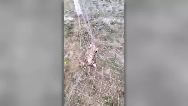 Kale ağına takılan kediyi itfaiye kurtardı Kale ağına takılan kediyi itfaiye kurtardı