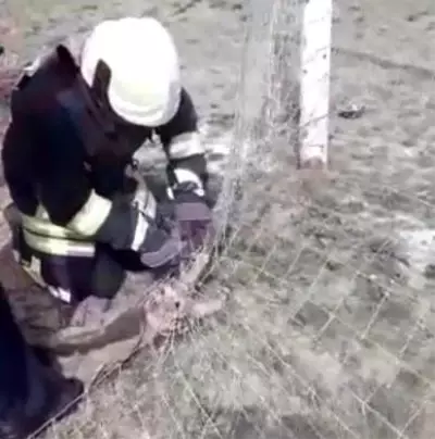 Kale ağlarına takılan kedinin yardımına itfaiye koştu Kale ağlarına takılan kedinin yardımına itfaiye koştu
