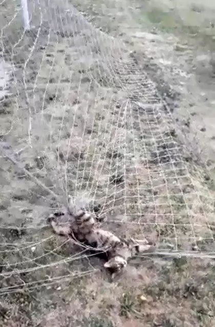 Kale ağlarına takılan kedinin yardımına itfaiye koştu Kale ağlarına takılan kedinin yardımına itfaiye koştu