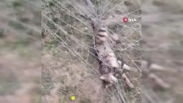 Kale ağlarına takılan kedinin yardımına itfaiye koştu Kale ağlarına takılan kedinin yardımına itfaiye koştu