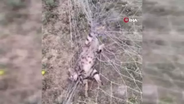 Kale ağlarına takılan kedinin yardımına itfaiye koştu Kale ağlarına takılan kedinin yardımına itfaiye koştu