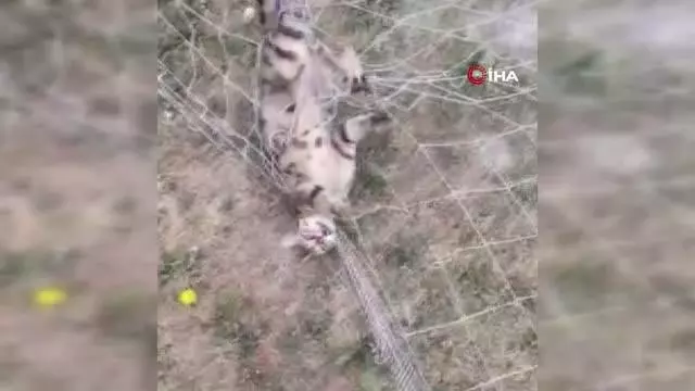 Kale ağlarına takılan kedinin yardımına itfaiye koştu Kale ağlarına takılan kedinin yardımına itfaiye koştu