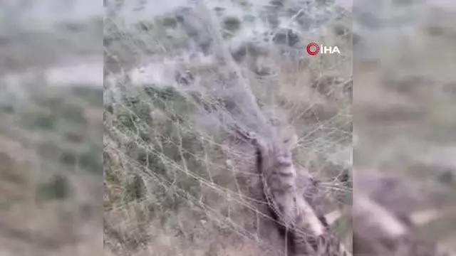 Kale ağlarına takılan kedinin yardımına itfaiye koştu Kale ağlarına takılan kedinin yardımına itfaiye koştu