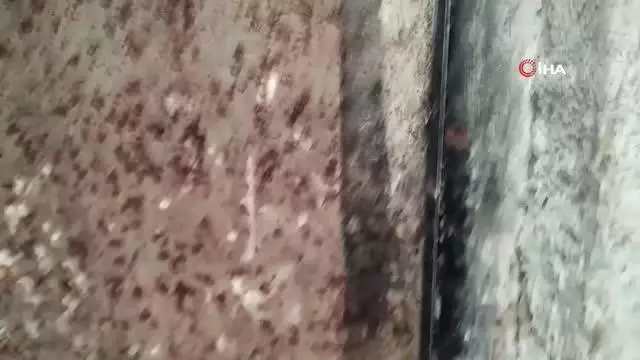 Kardeşinin mandırasını tüfekle basan ağabey böyle terör estirdi Kardeşinin mandırasını tüfekle basan ağabey böyle terör estirdi