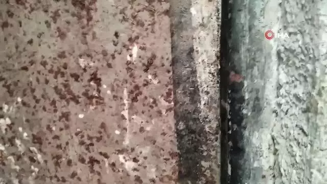 Kardeşinin mandırasını tüfekle basan ağabey böyle terör estirdi Kardeşinin mandırasını tüfekle basan ağabey böyle terör estirdi