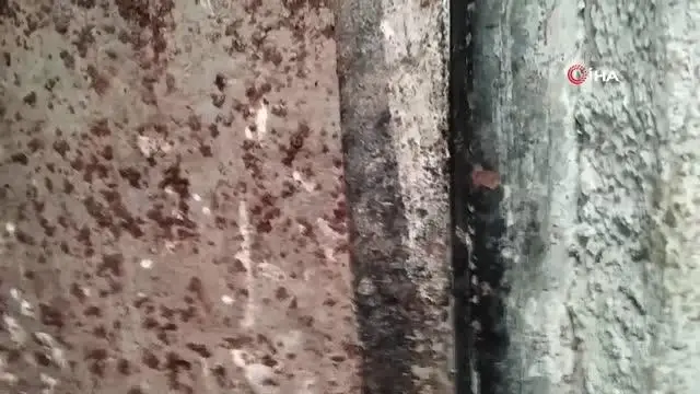 Kardeşinin mandırasını tüfekle basan ağabey böyle terör estirdi Kardeşinin mandırasını tüfekle basan ağabey böyle terör estirdi