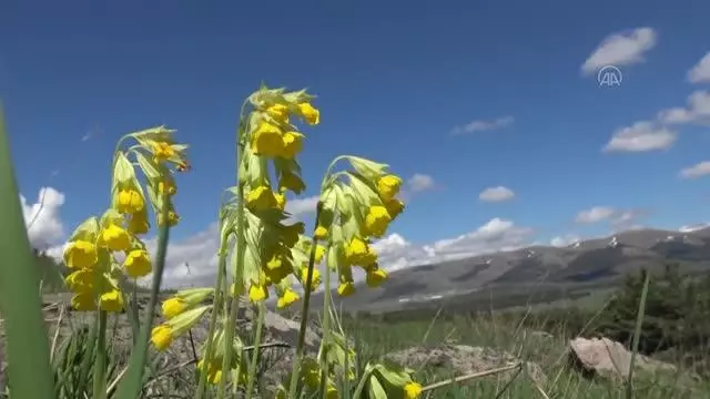 Karslı besici merada doğan kuzuyu evine bisikletle götürdü Karslı besici merada doğan kuzuyu evine bisikletle götürdü